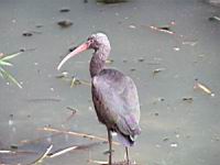 Ibis de Ridgway, Plegadis ridgwayi (Photo F. Mrugala) (4)